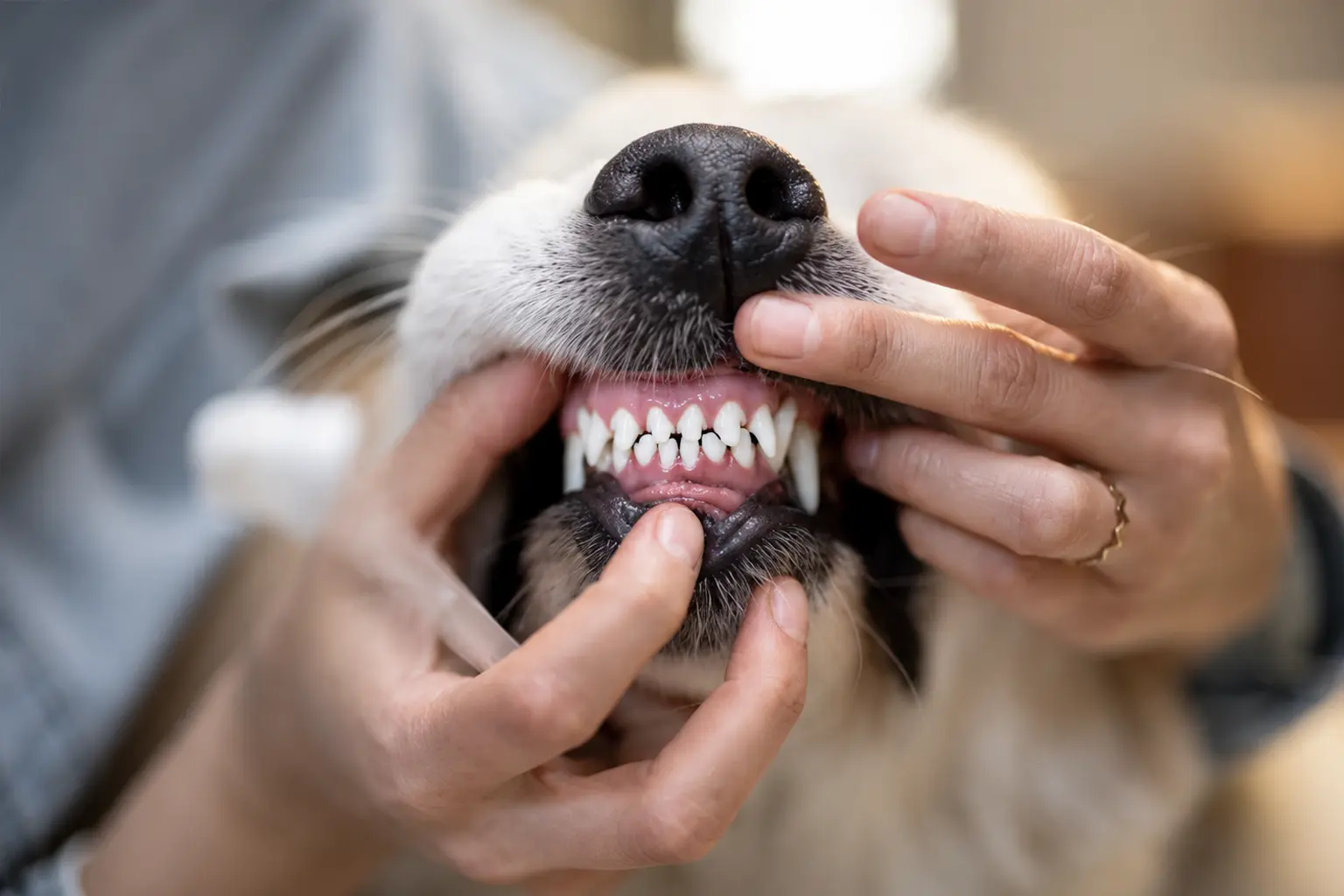 Dog Dental Cleaning