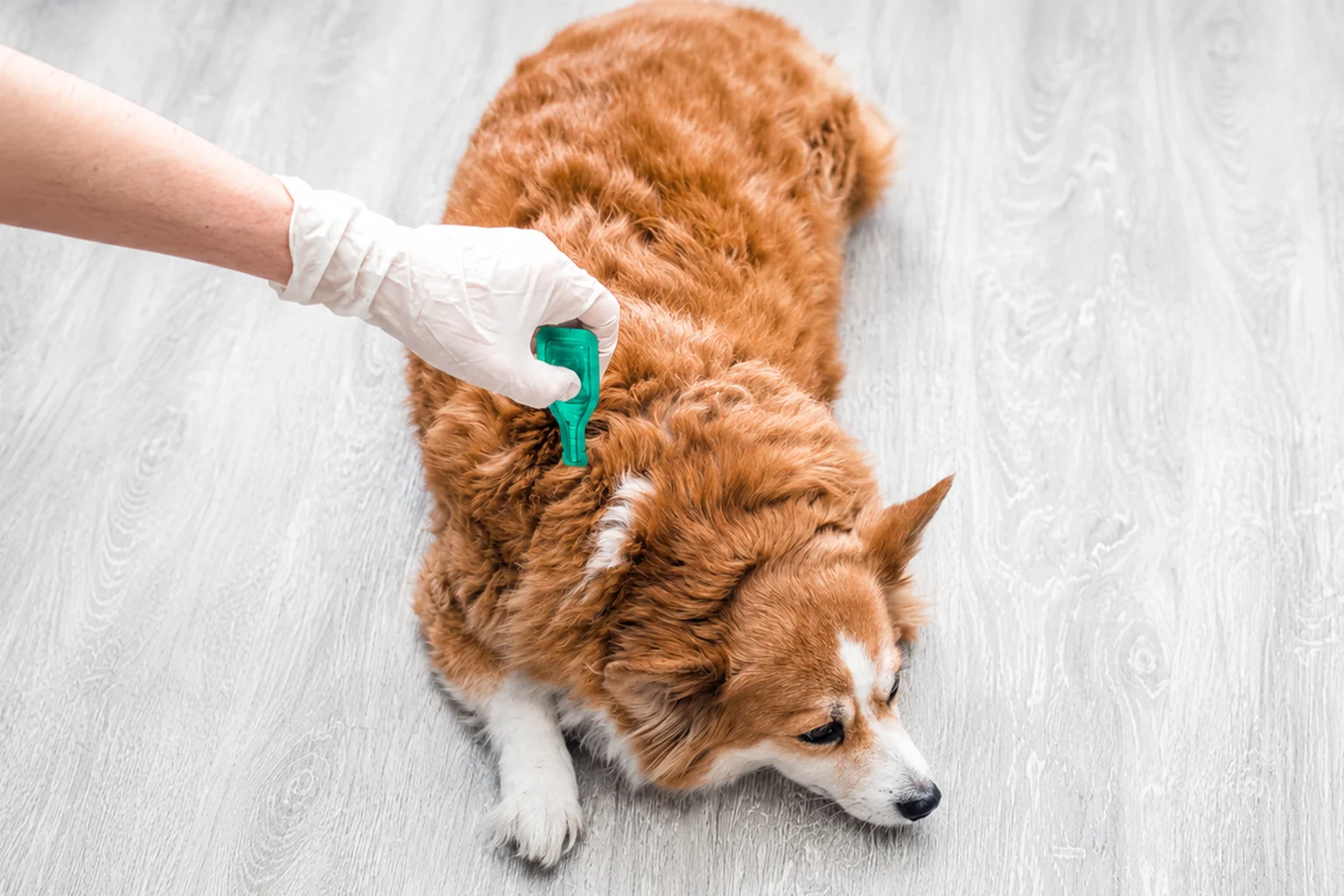 Flea Prevention