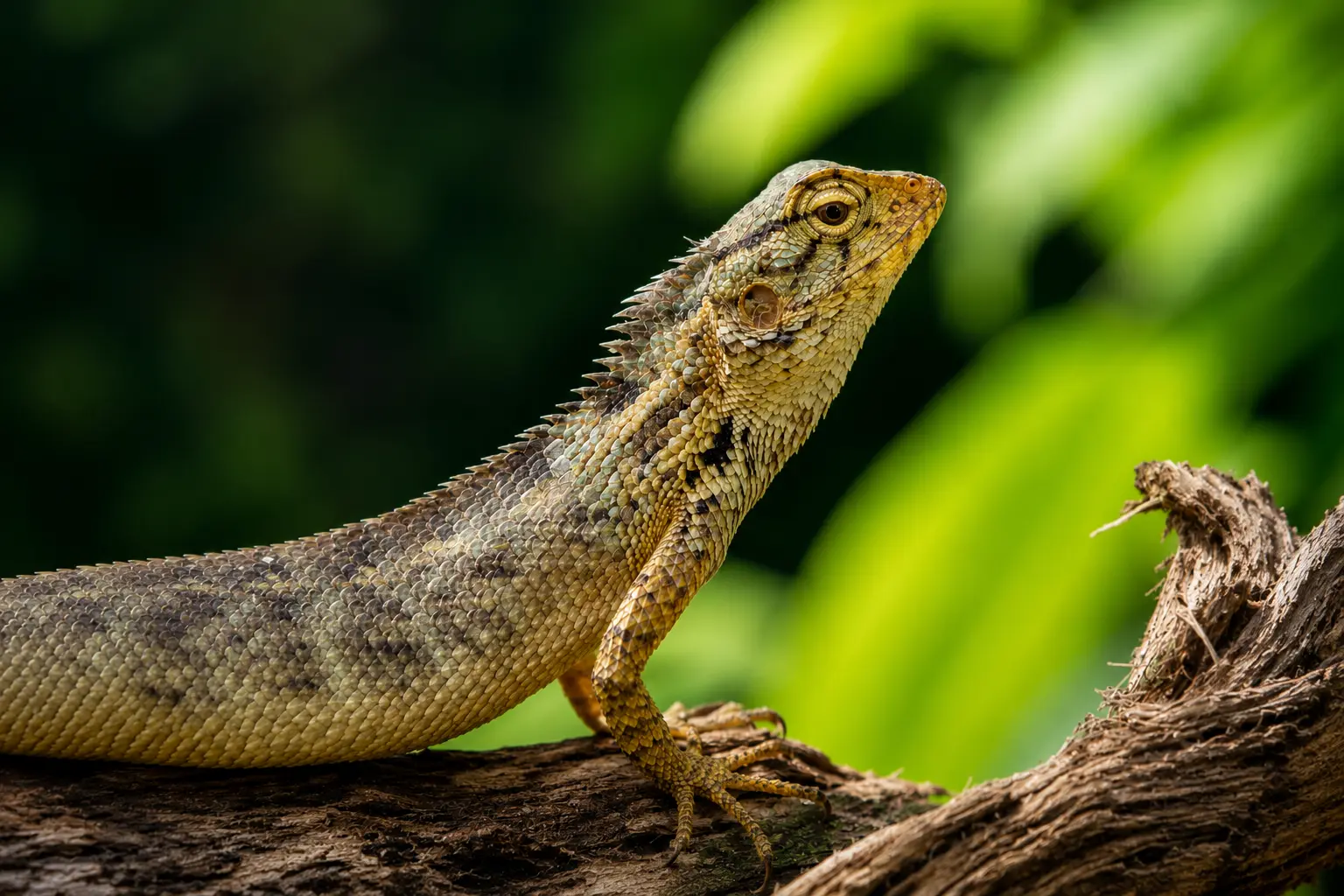 Lizards