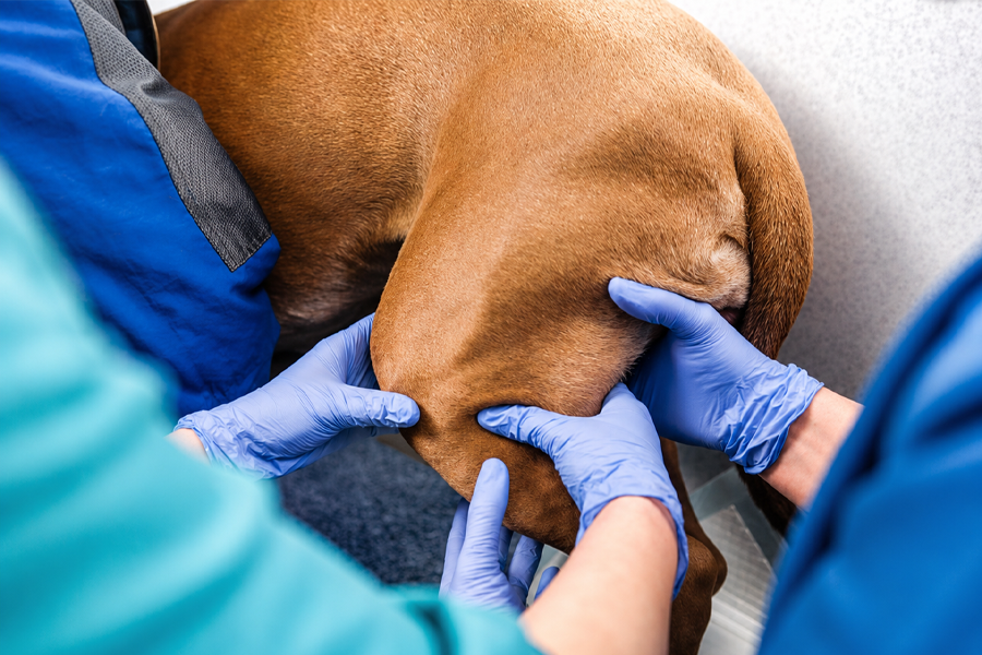 Orthopaedic Surgery