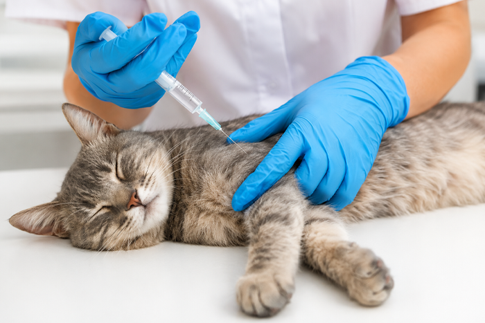 Vaccination Guides