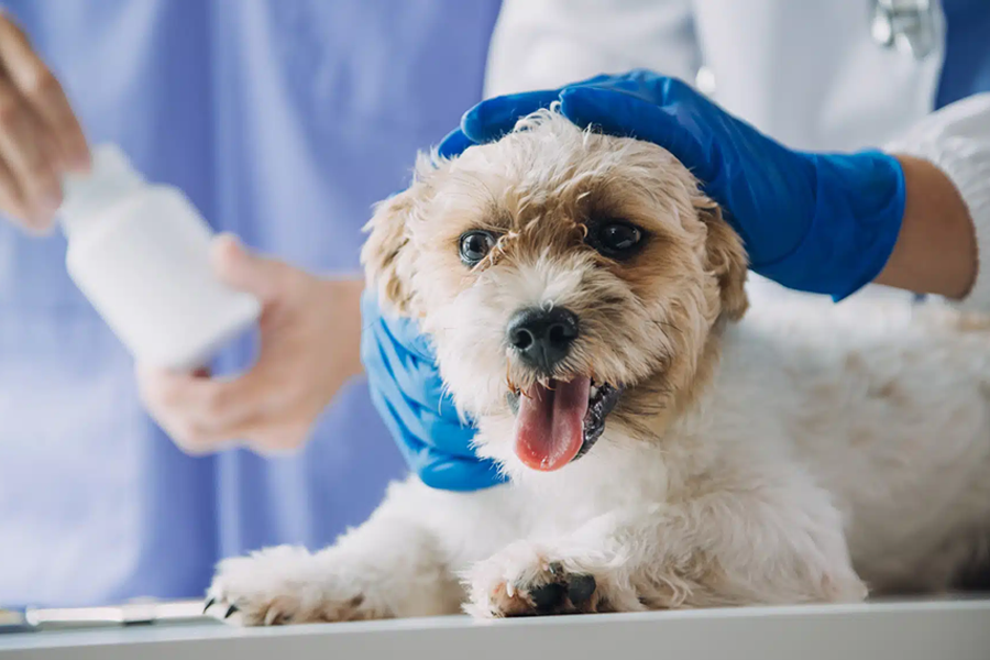 Soft Tissue Surgery